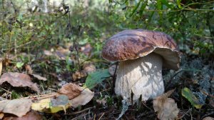 Грибной сезон 2024.