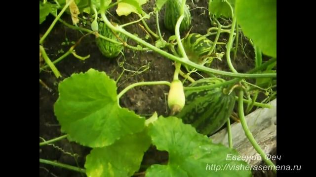 Китайская дыня Конфетка. Часть4