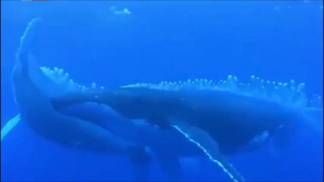 El Necton смотреть онлайн