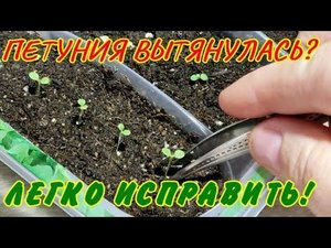 Моя ПЕТУНИЯ ВЫТЯНУЛАСЬ.ЛЕГКО ИСПРАВЛЯЮ