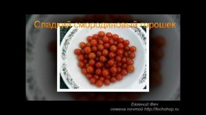 Сорта помидоров. Слайд шоу.