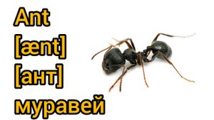 How to Pronounce ant in English