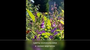 Привет с дачи!