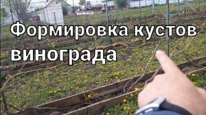 Формировка кустов винограда.