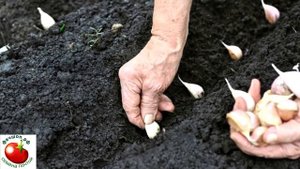 Можно ли сажать озимый чеснок весной?