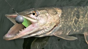 БОБОК - ЭТО ТАМ, ГДЕ КЛЮЕТ