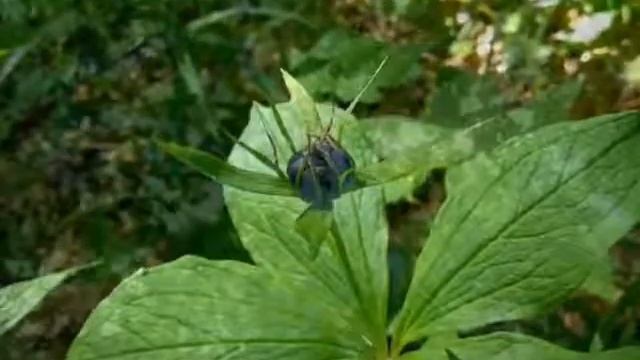 Моя Россия!!!(Презентация)💗💙 смотреть онлайн