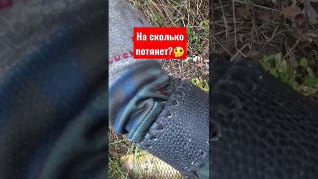 взял очередного кабанчика #slingshotfishing #сазан #охотанарогатку #рыбалкасрогаткой #bowfishing смотреть онлайн