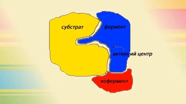 ФЕРМЕНТИ
