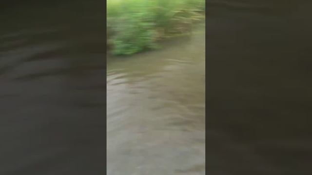 охота с рогаткой на сазана #slingshotfishing #рыбалкасрогаткой #охотанарогатку #chingu #чингу смотреть онлайн