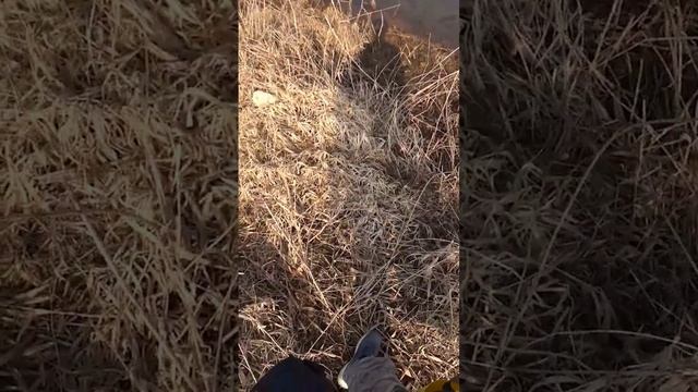 охота начинается #охотанарогатку #slingshotfishing #рыбалкасрогаткой #bowfishing #охота смотреть онлайн