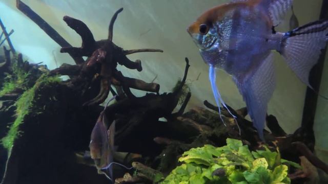 Скат потамотригон хистрикс. смотреть онлайн