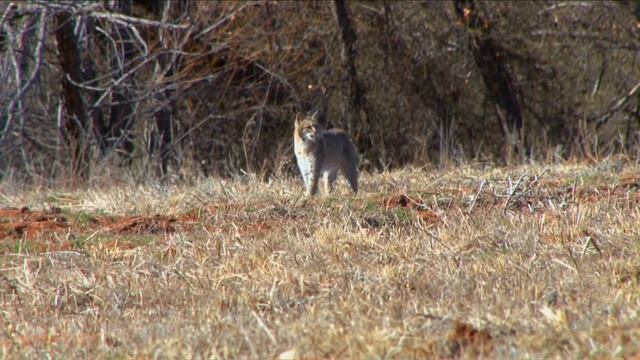 Primos The Truth About Hunting - Predator Hunting with Randy Anderson Part 2 смотреть онлайн