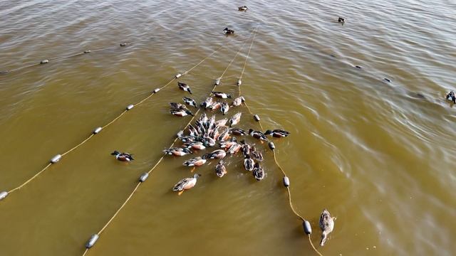 Так увлеклись что даже не замечают дрон) смотреть онлайн