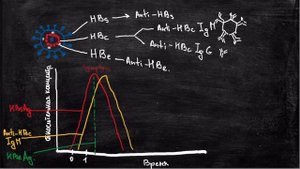 Серологические маркеры гепатита В за 4 минуты