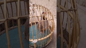 овози нар кабки шикори бо модкабк