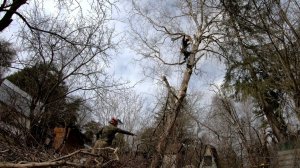 Удаление наклонной березы.