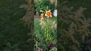 🌺 Лилия Отель Калифорния . Lilie Hotel California 2022 🌺