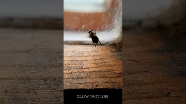 Взлет мухи в Slow Motion  8 000 FPS