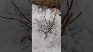 Как обрезать метельчатую гортензию. 3 основных способа обрезки метельчатой гортензии