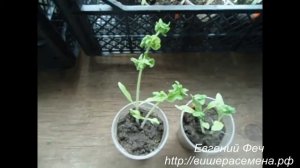 Сорт помидора Палка Stick