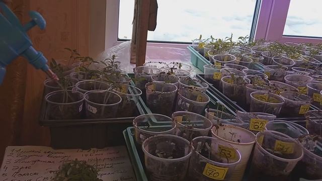 Рассада помидоров