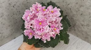 Фиалка НД-Ливадия