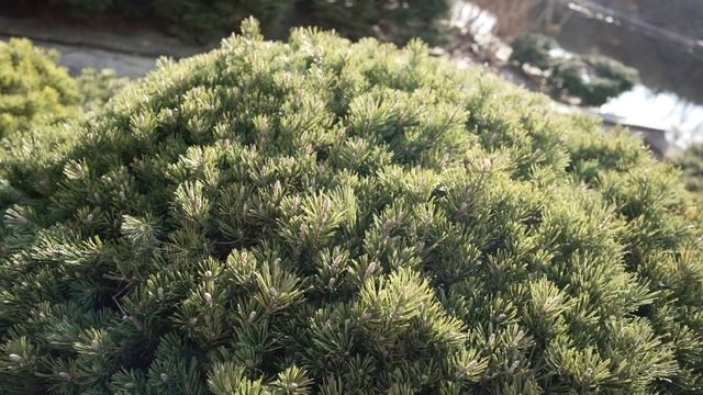 Крошки горные сосны. смотреть онлайн