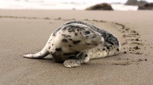 Морские котики: Откройте для себя захватывающий мир моря
