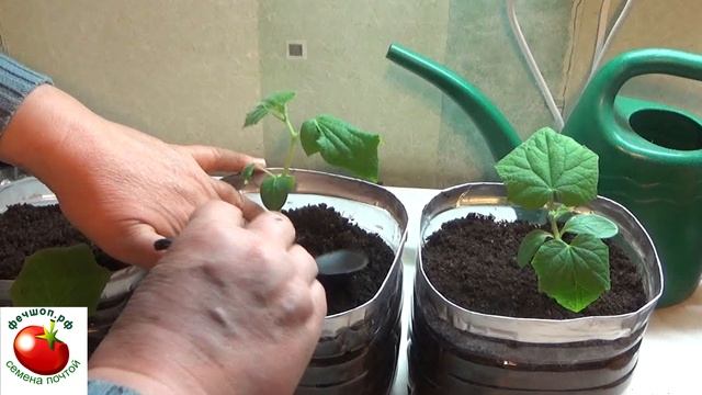 Что делать если рассада огурцов вытянулась?