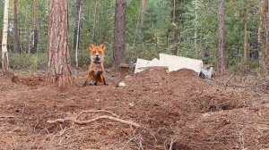 лис #мики сосед