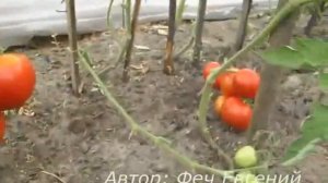Помидоры открытого грунта