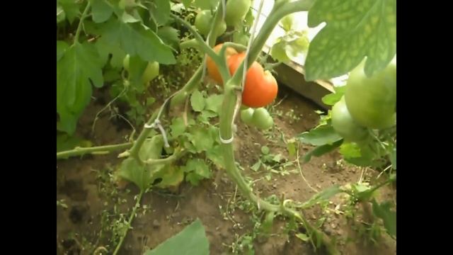 Безрассадные помидоры