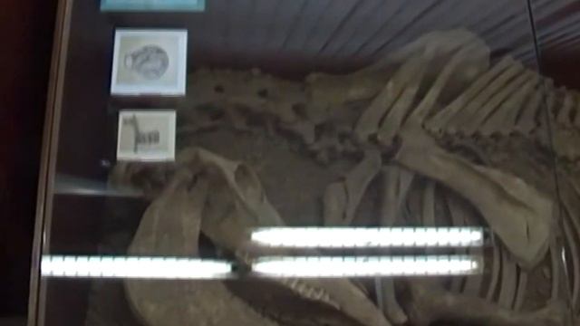 Обзорный фильм по музейному комплексу ВФ ВолГУ смотреть онлайн