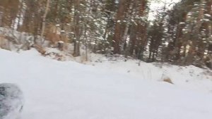 #свердловскийморскойволк прогулки по лесу