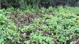 Фитофтора на картофеле 1 августа 24 год .