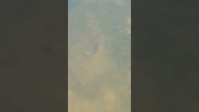 сазан кормится смотреть онлайн