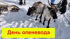 День ОЛЕНЕВОДА !!!!