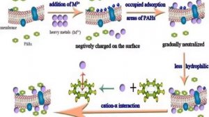 protein denaturation