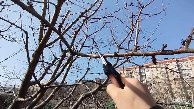 Урок по обрезке вишни, черешни. Управление ростом на клик.