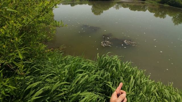 Первые дни лета slingshot fishing (охота с рогаткой) смотреть онлайн