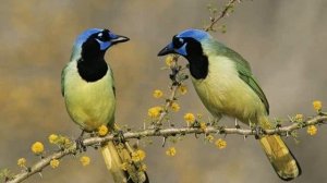 Без любимых глаз