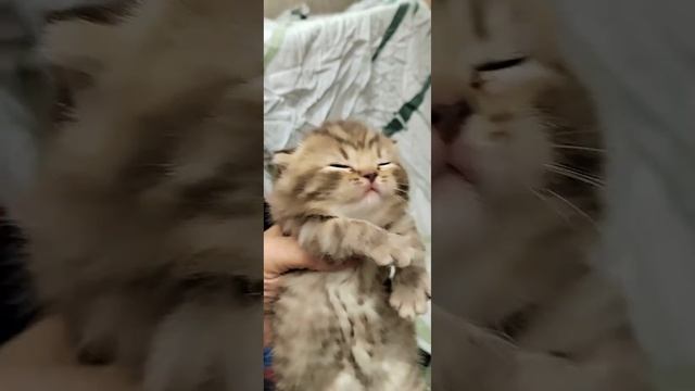 Первый выход котенка в свет😉 #британскиекотята #кошкиндом #питомниккошек