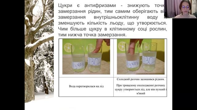 Рослинні кріопротектори або чому багаторічні рослини не замерзають взимку