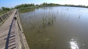 стреляю пеленгасов охота с рогаткой