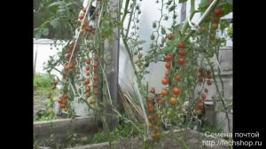 Сорт помидора Сладкий смородиновый горошек.