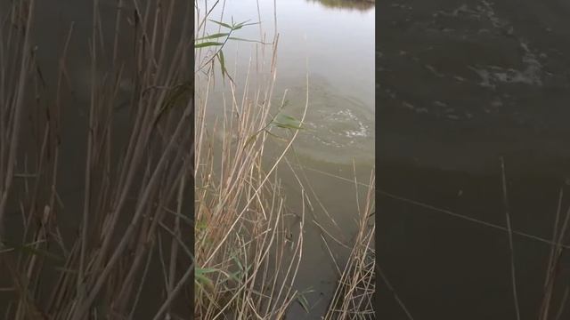 @slingshot пеленгас смотреть онлайн