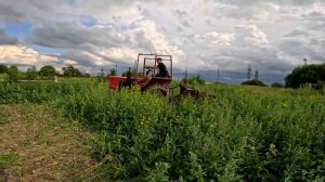 ЧП на картофельном поле! Спасаем урожай! Трактор Т-25А с окучником творит чудеса!