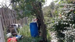 «Кодзи-брожение кукурузы: подготовка и запуск»