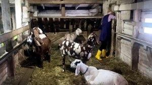 НА БЕЛОЙ КОЗЕ ПОПОЛНЕНИЕ